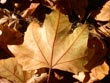 autumn leaf - powerpoint graphics