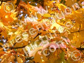 autumn tree leaves - powerpoint graphics