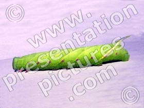 caterpillar - powerpoint graphics