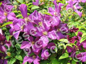 clematis - powerpoint graphics