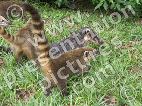 coati mundi - powerpoint graphics