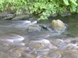 fast flowing stream - powerpoint graphics