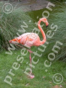 flamingo - powerpoint graphics