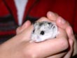 gerbil - powerpoint graphics