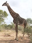 giraffe on safari - powerpoint graphics