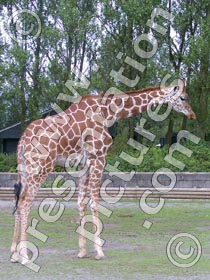 giraffe - powerpoint graphics