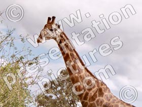 giraffe - powerpoint graphics