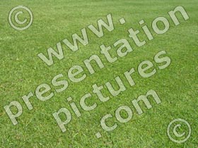 grass - powerpoint graphics