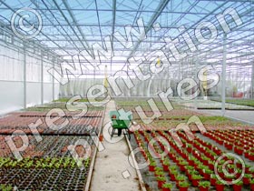 greenhouse plants - powerpoint graphics