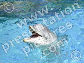 happy dolphin  - powerpoint graphics