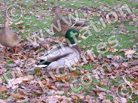 mallard - powerpoint graphics