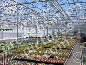 nursery plants - powerpoint graphics