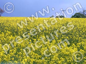 oil seed rape - powerpoint graphics