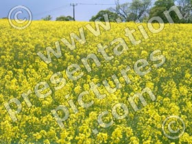 oilseed rape - powerpoint graphics