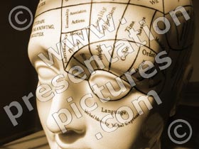 phrenology head - powerpoint graphics