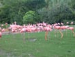 pink flamingoes - powerpoint graphics