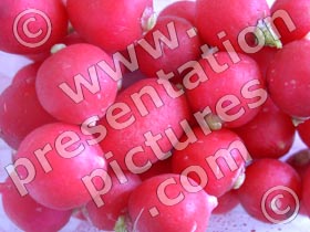 radishes - powerpoint graphics