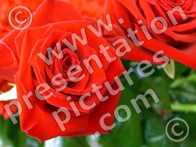 red roses - powerpoint graphics