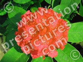 rhododendron - powerpoint graphics