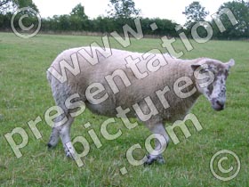 sheep - powerpoint graphics