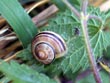 snail - powerpoint graphics