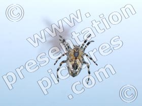 spider - powerpoint graphics