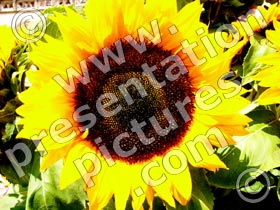 sunflower - powerpoint graphics