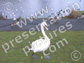 swan - powerpoint graphics