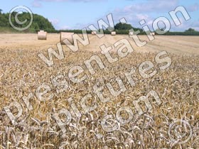 wheat - powerpoint graphics