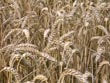 wheat - powerpoint graphics