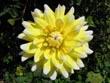 yellow dahlia - powerpoint graphics