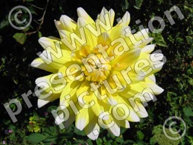 yellow dahlia - powerpoint graphics