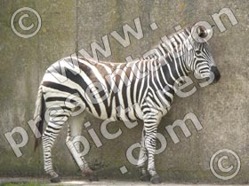 zebra - powerpoint graphics